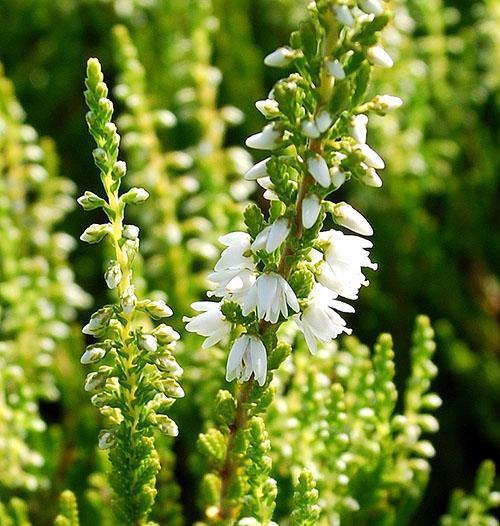 Bruyère sauvage blanche