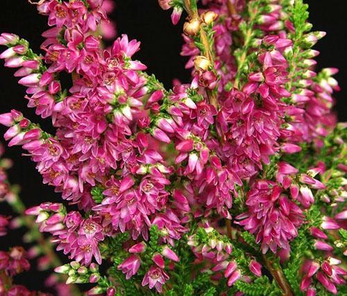 Fleurs de bruyère