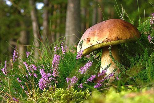 Bruyère poussant dans la forêt