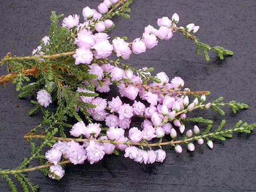 Brindilles de fleurs délicates