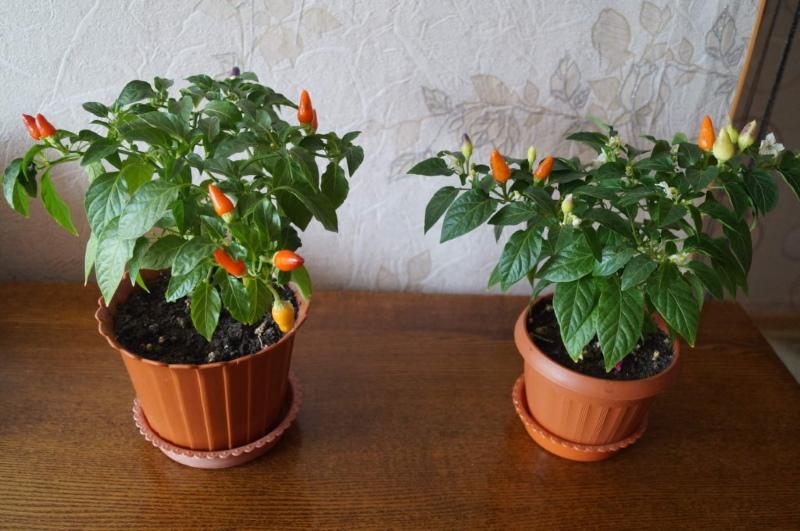 pimientos decorativos en una olla para el cuidado de un arbusto adulto