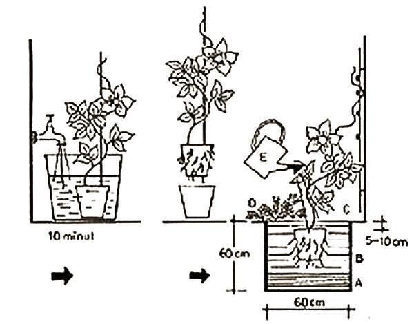 plantar una plántula en campo abierto.