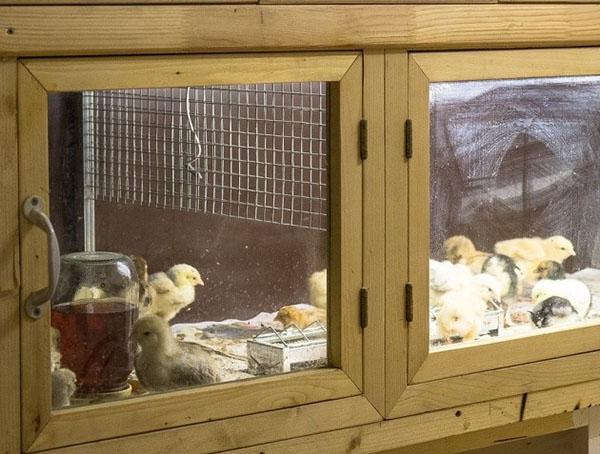 Poulets dans une couveuse maison