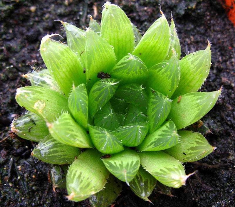 Haworthia