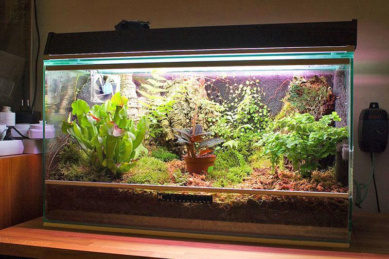 Florarium de bricolaje de un acuario