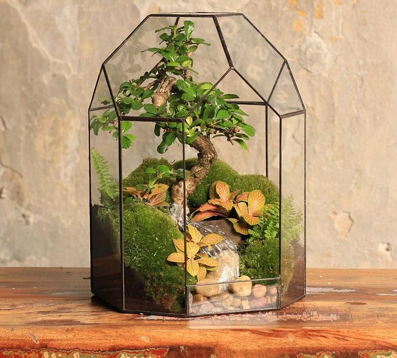 hágalo usted mismo florarium bonsai oriental