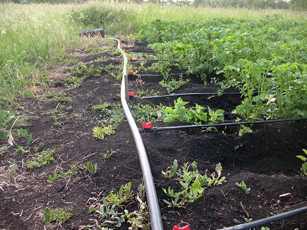 irrigation goutte à goutte des pommes de terre