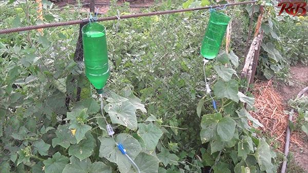 irrigation goutte à goutte à partir de moyens improvisés