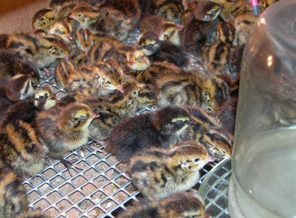 Garder les petites cailles dans des couveuses spéciales