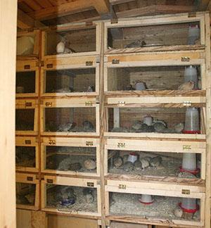 Cages à plusieurs niveaux pour cailles adultes