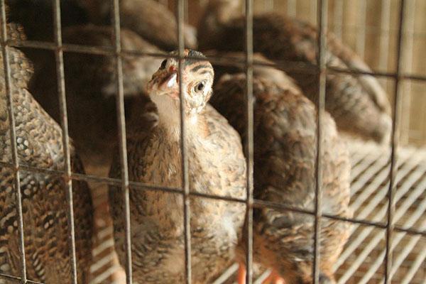 Garder les cailles en cage