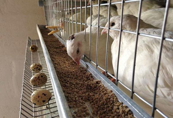 Codornices gallinas ponedoras en una jaula