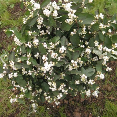 snowberry