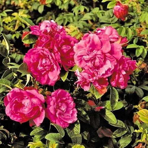 rosa rugosa