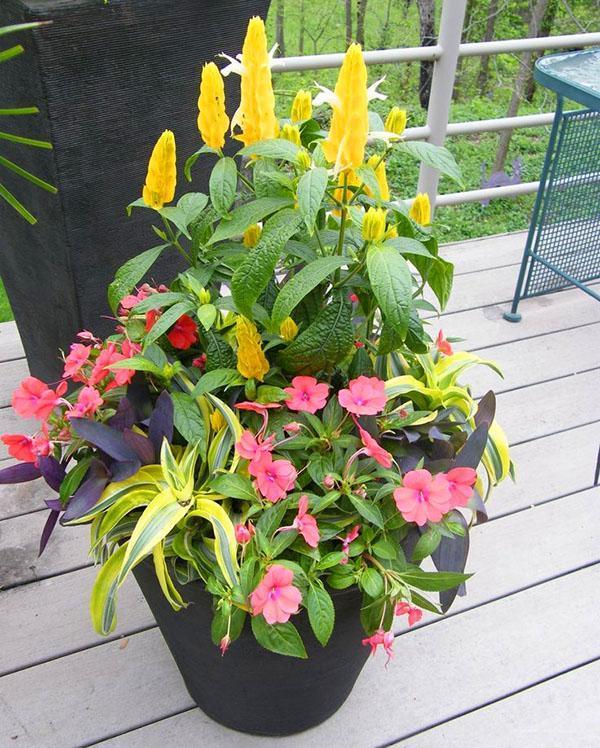 pachistachis en la misma maceta con otras plantas