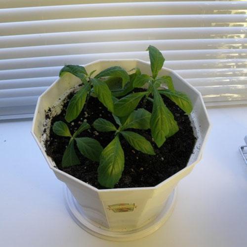 reproduction de pachystachis par bouturage