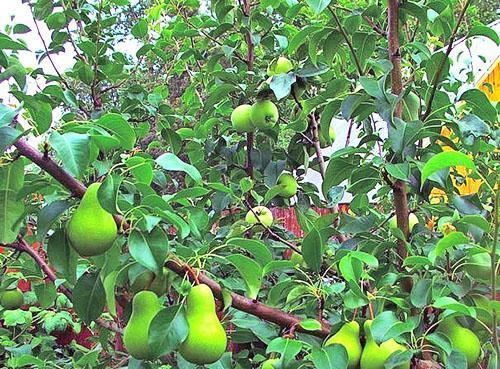 Pera y manzana en el mismo árbol.