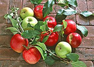 Dos variedades de manzanas en un árbol.