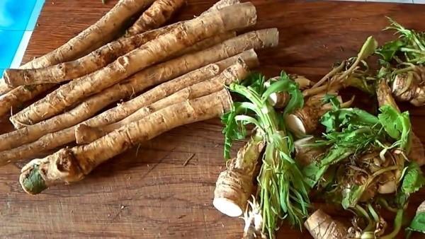 cosecha de rábano picante para el invierno