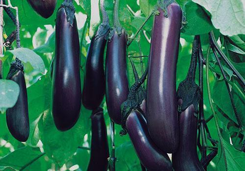 De nombreux plats sont préparés à partir d'aubergines