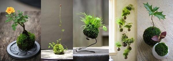 bonsaï kokedama