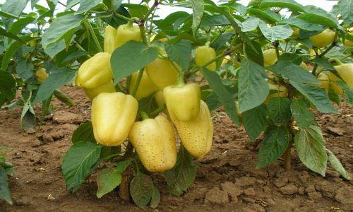 pimienta blanca al aire libre