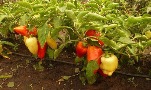 Lits de poivre avec irrigation goutte à goutte