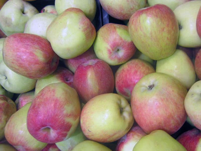 quelles pommes choisir pour la conservation