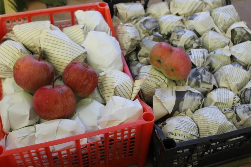 garder des pommes dans du papier