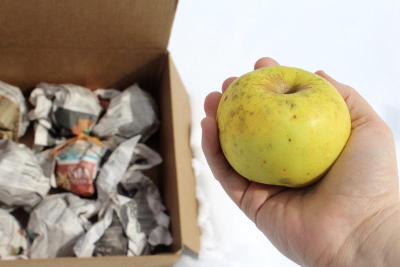 cómo almacenar manzanas para el invierno