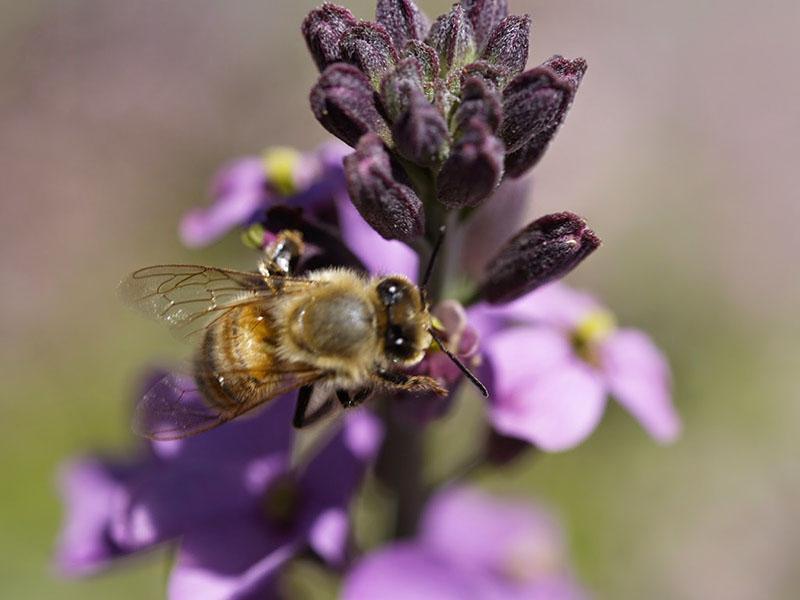 collecte de pollen