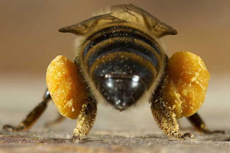 abeille ouvrière