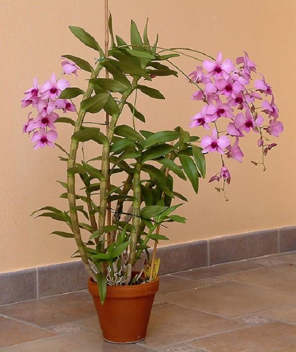 dendrobium orchidée épiphyte