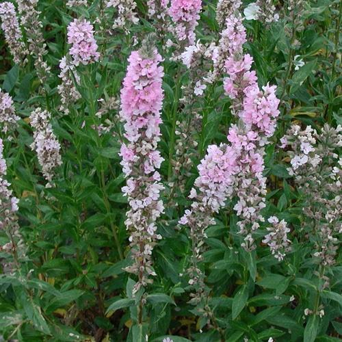 salicaria en flor