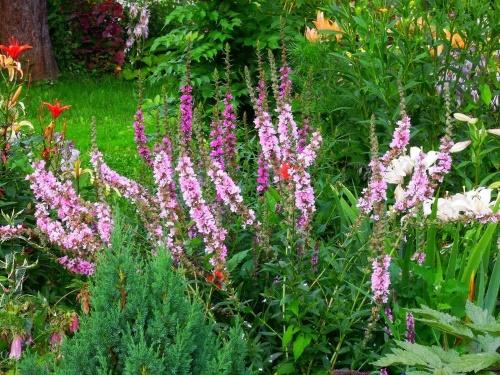 salicaria en un macizo de flores