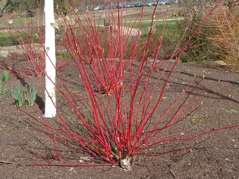 où planter de l'herbe