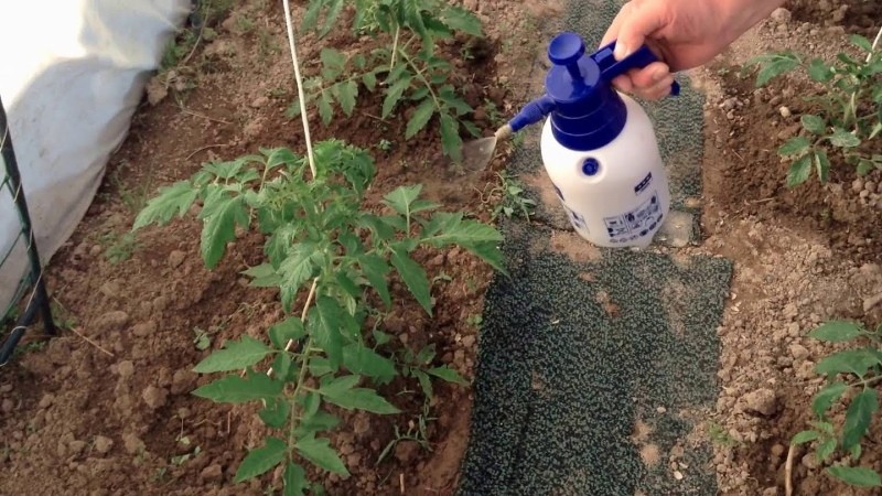 comment traiter les tomates avec de l'iode