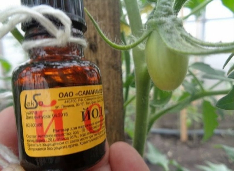 traitement des tomates du mildiou avec de l'iode