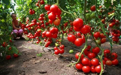 photo de variétés de tomates indéterminées