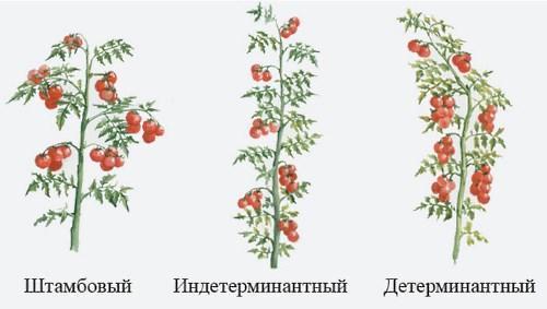 Diferencias de tomates determinantes e indeterminadas en la foto.