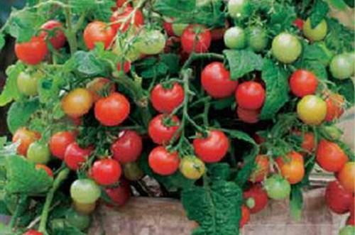 Foto de variedad de tomate determinante