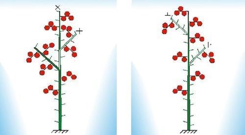 Esquema de formación de tomates determinantes.