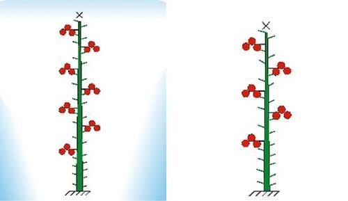 Esquema de formación de tomates indeterminados.