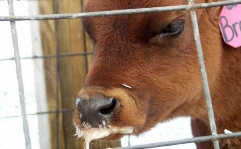 la bave chez les vaches est l'un des premiers signes de la fièvre aphteuse
