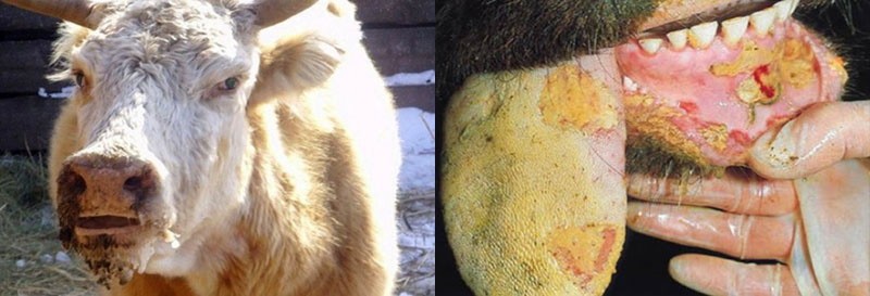Aphtes sur la muqueuse buccale d'une vache atteinte de fièvre aphteuse