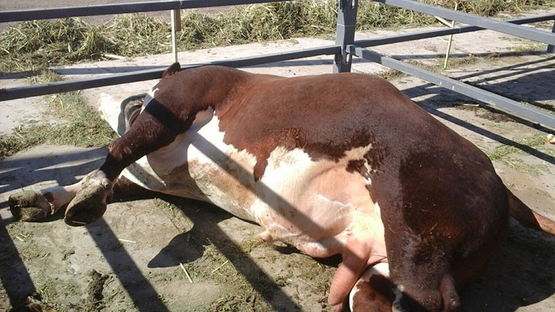 La mortalidad por fiebre aftosa es baja, pero los animales pierden peso y la producción de leche rápidamente