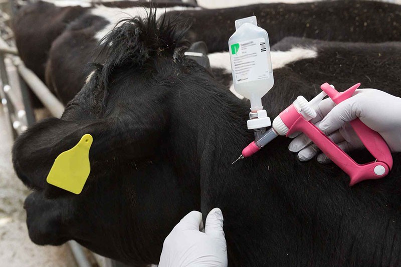 vaccination contre la fièvre aphteuse