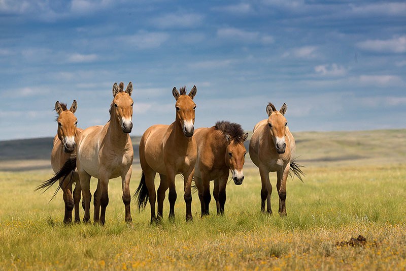 caballos salvajes en la naturaleza