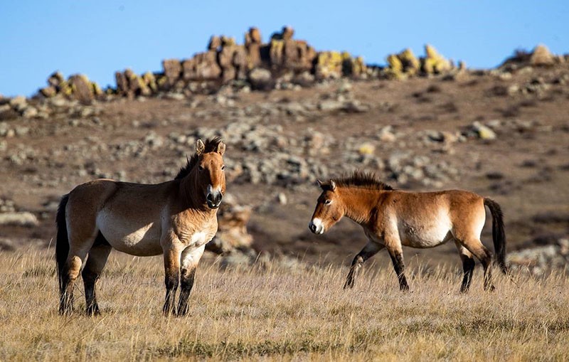 El caballo de Przewalski en un valle de alta montaña