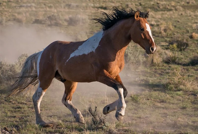 color mustang